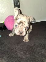 Boba, a female French Bulldog for sale in Lancaster, CA – 1 of 10