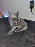 Gray, a male French Bulldog for sale in Lancaster, CA – 9 of 10