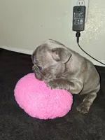 Lady, a female French Bulldog for sale in Lancaster, CA – 3 of 10
