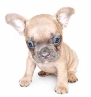 Honey, a male French Bulldog for sale in Lancaster, CA – 4 of 5