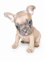 Honey, a male French Bulldog for sale in Lancaster, CA – 2 of 5