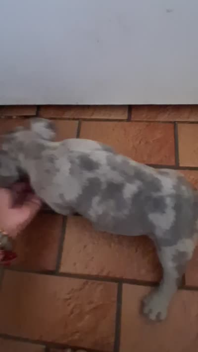 Boba, a male French Bulldog for sale in Lancaster, CA – 4 of 4