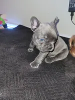 Gray, a male French Bulldog for sale in Lancaster, CA – 10 of 10