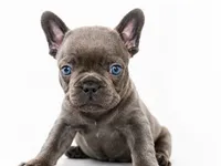 Gray, a male French Bulldog for sale in Lancaster, CA – 7 of 10