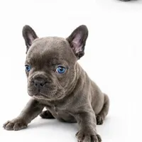 Gray, a male French Bulldog for sale in Lancaster, CA – 2 of 10