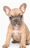 Honey, a male French Bulldog for sale in Lancaster, CA – 4 of 4