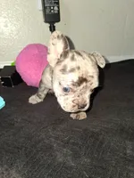 Boba, a female French Bulldog for sale in Lancaster, CA – 10 of 10