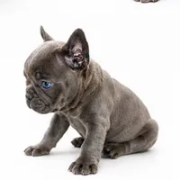Gray, a male French Bulldog for sale in Lancaster, CA – 9 of 10