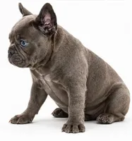 Gray, a male French Bulldog for sale in Lancaster, CA – 2 of 4