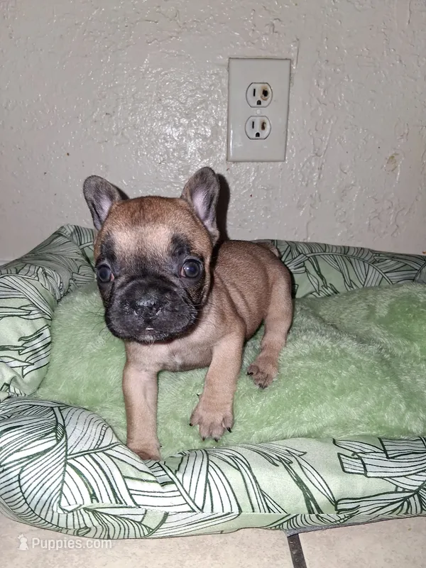 Brownie  – French Bulldog puppy for sale in Lancaster, CA