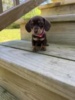 Pink, a female Miniature Dachshund for sale in Harlem, GA – Photo 2 of 2