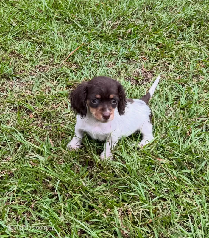 Yellow – Miniature Dachshund puppy for sale in Harlem, GA