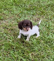 Yellow, a female Miniature Dachshund for sale in Harlem, GA – 1 of 1