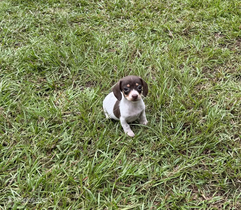 Purple – Miniature Dachshund puppy for sale in Harlem, GA