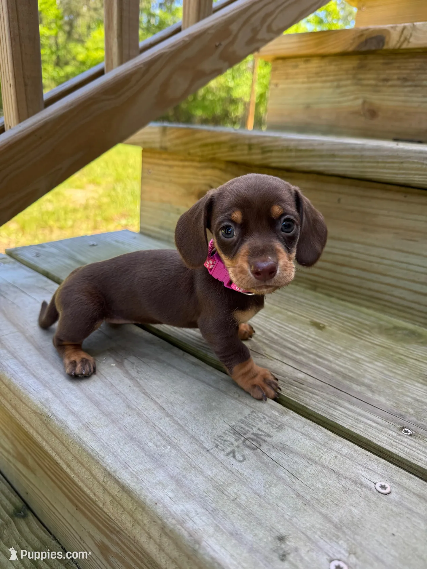 Pink, a female Miniature Dachshund for sale in Harlem, GA – Photo 1 of 2