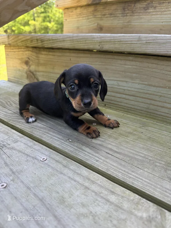 Blue  – Miniature Dachshund puppy for sale in Harlem, GA