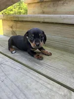 Blue , a female Miniature Dachshund for sale in Harlem, GA – Photo 1 of 2