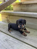 Blue , a female Miniature Dachshund for sale in Harlem, GA – Photo 2 of 2