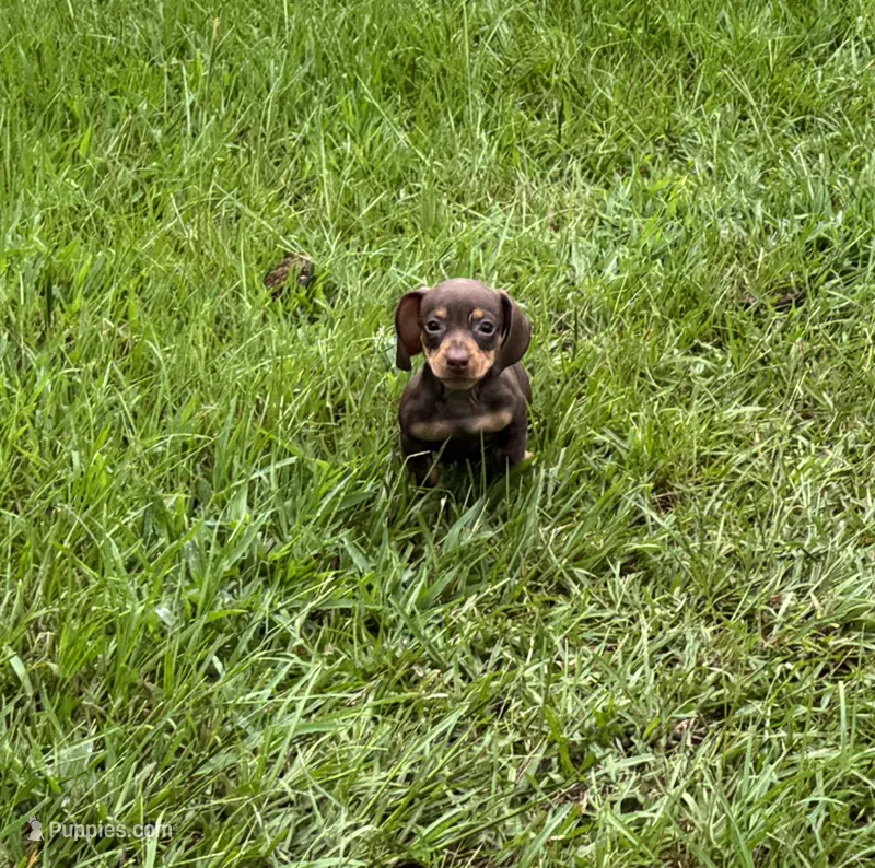 Pink  – Miniature Dachshund puppy for sale in Harlem, GA