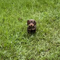 Pink , a female Miniature Dachshund for sale in Harlem, GA – 1 of 1