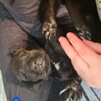 Beast(trying to find homes quick), a male Great Dane for sale in La Grange, NC – Photo 2 of 3