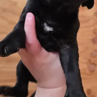 Beast(trying to find homes quick), a male Great Dane for sale in La Grange, NC – Photo 3 of 3