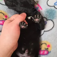 Beast(trying to find homes quick), a male Great Dane for sale in La Grange, NC – Photo 1 of 3