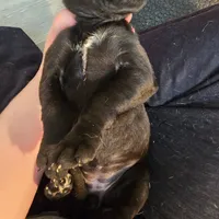 Kitty(trying to find homes quick), a female Great Dane for sale in La Grange, NC – Photo 2 of 3