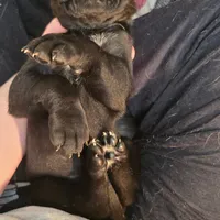 Kitty(trying to find homes quick), a female Great Dane for sale in La Grange, NC – Photo 3 of 3