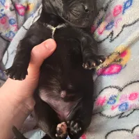 Kitty(trying to find homes quick), a female Great Dane for sale in La Grange, NC – Photo 1 of 3