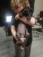 Cyclops(trying to find homes quick), a male Great Dane for sale in La Grange, NC – Photo 1 of 3