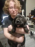 Cyclops(trying to find homes quick), a male Great Dane for sale in La Grange, NC – Photo 3 of 3