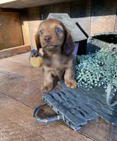 Willow, a female Dachshund for sale in Los Angeles, CA – 3 of 5