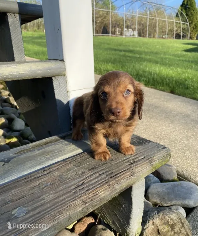 Willow – Dachshund puppy for sale in Los Angeles, CA