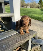 Willow, a female Dachshund for sale in Los Angeles, CA – 1 of 5