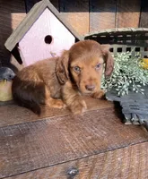 Willow, a female Dachshund for sale in Los Angeles, CA – 5 of 5