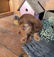 Willow, a female Dachshund for sale in Los Angeles, CA – 4 of 5