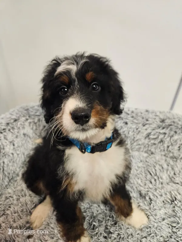 Dice – Miniature Bernedoodle puppy for sale in Marietta, GA