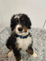 Dice, a male Miniature Bernedoodle for sale in Marietta, GA – 1 of 10
