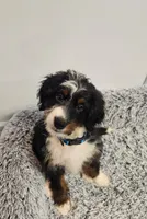 Dice, a male Miniature Bernedoodle for sale in Marietta, GA – 7 of 10