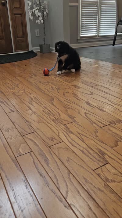 Dice, a male Miniature Bernedoodle for sale in Marietta, GA – 10 of 10