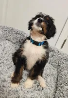 Dice, a male Miniature Bernedoodle for sale in Marietta, GA – 6 of 10