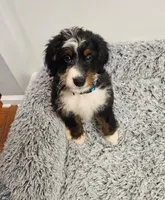 Dice, a male Miniature Bernedoodle for sale in Marietta, GA – 3 of 10
