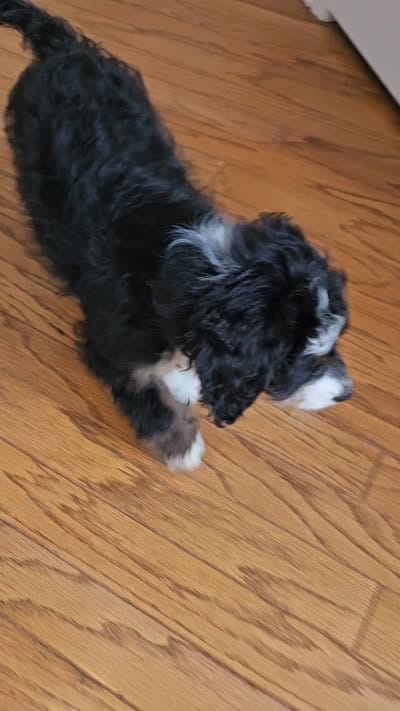 Dice, a male Miniature Bernedoodle for sale in Marietta, GA – 9 of 10