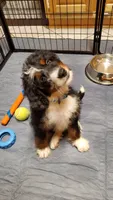 Dice, a male Miniature Bernedoodle for sale in Marietta, GA – 2 of 10