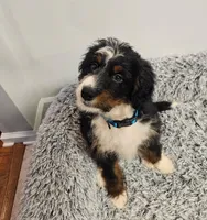 Dice, a male Miniature Bernedoodle for sale in Marietta, GA – 5 of 10