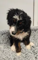 Dice, a male Miniature Bernedoodle for sale in Marietta, GA – 8 of 10