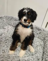 Dice, a male Miniature Bernedoodle for sale in Marietta, GA – 4 of 10
