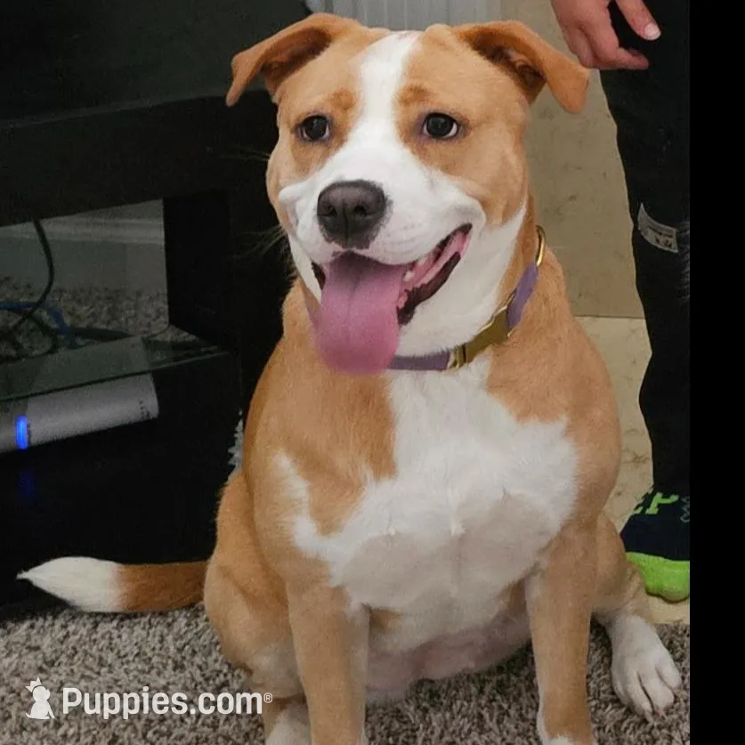 Nayah, a female American Staffordshire Terrier and Labrador Retriever for sale in Moncks Corner, SC – Photo 2 of 2