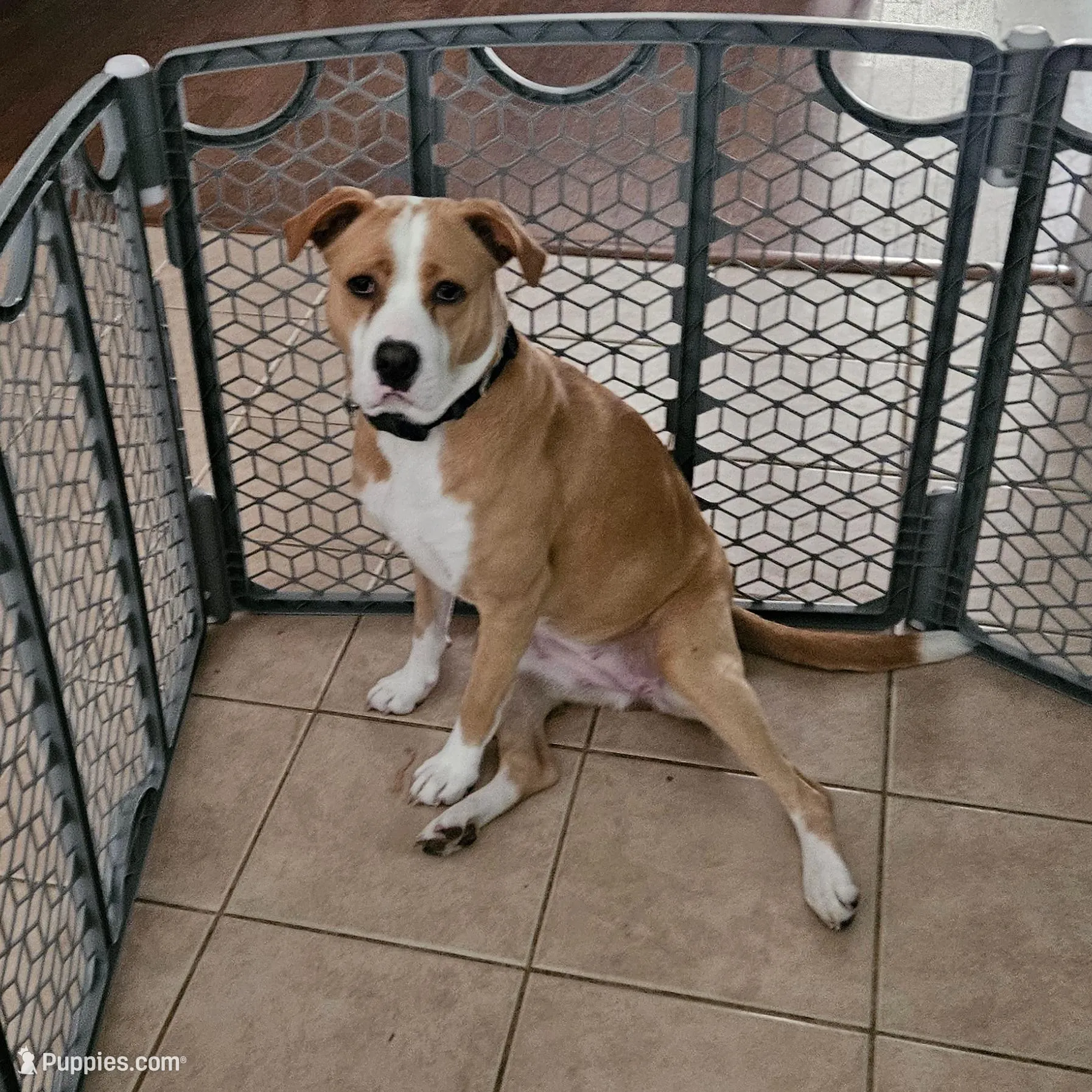 Nayah – American Staffordshire Terrier, Labrador Retriever puppy for sale in Moncks Corner, SC